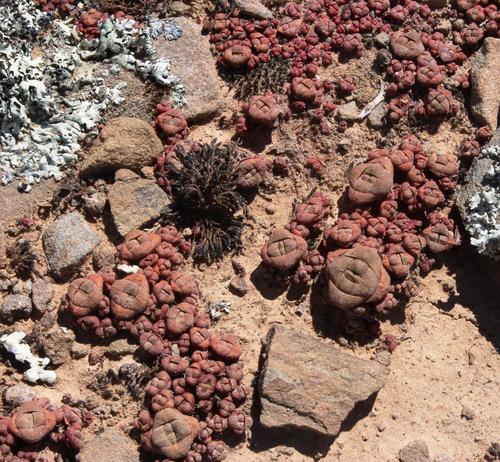 Crassula columnaris (Crassula columnaris)