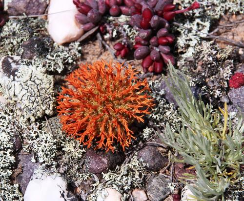 Crassula columnaris (Crassula columnaris)