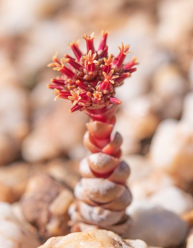 Crassula columnaris (Crassula columnaris)