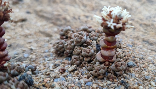 Crassula columnaris (Crassula columnaris)