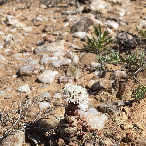 Crassula columnaris (Crassula columnaris)