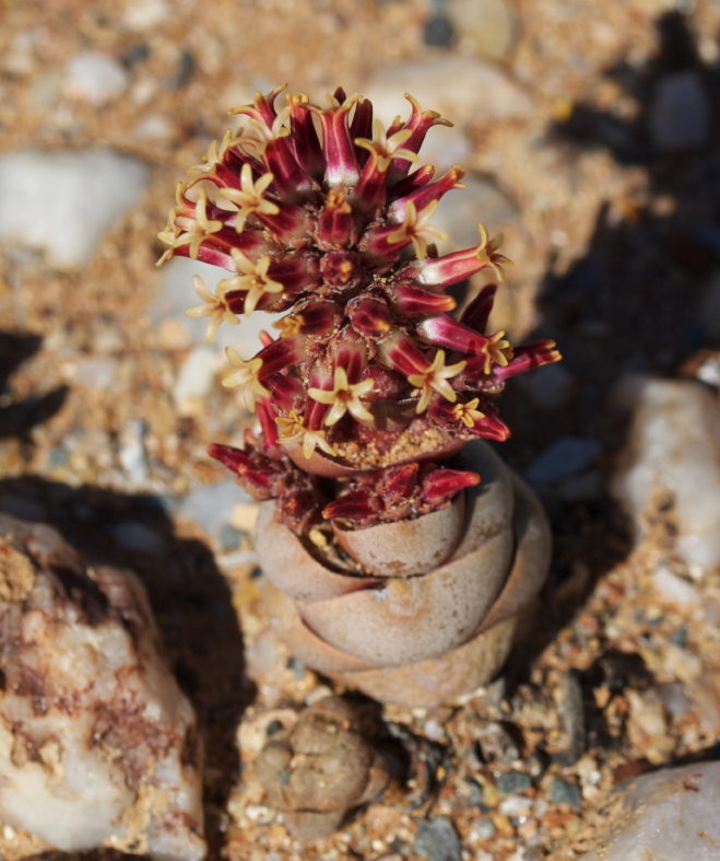 Crassula columnaris: In the Knersvlakte, north of Vanrhynsdorp