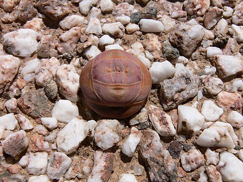 Crassula columnaris: Crassula columnaris, Kleine Karoo, Südafrika, nahe Barrydale