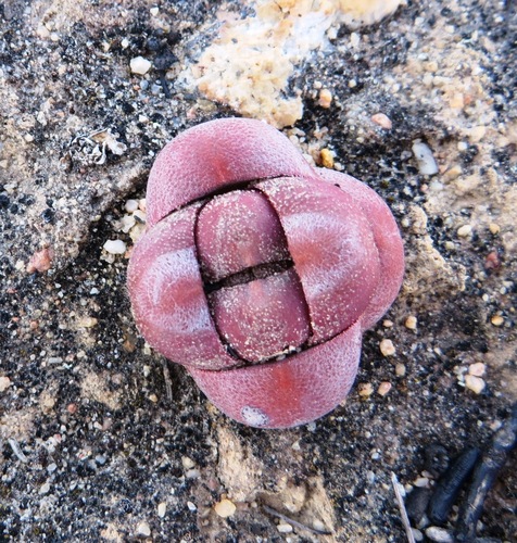 Crassula columnaris (Crassula columnaris)
