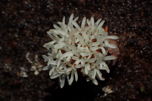 Crassula columnaris (Crassula columnaris)