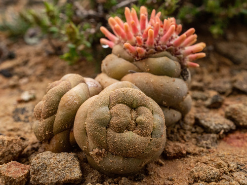 Crassula columnaris (Crassula columnaris)