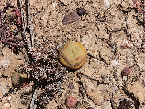 Crassula columnaris: Crassula columnaris, Kleine Karoo, Südafrika
