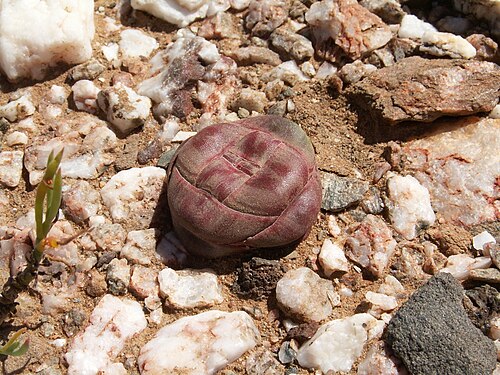 Crassula columnaris: Crassula columnaris, near Barrydale, Little Karoo, Western Cape, Southafrica