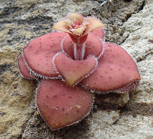 Crassula compacta: Crassula compacta plant