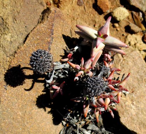 Crassula congesta (Crassula congesta)