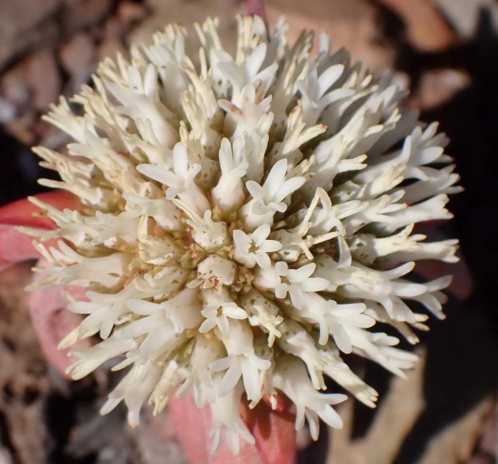 Crassula congesta (Crassula congesta)