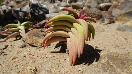 Crassula congesta (Crassula congesta)
