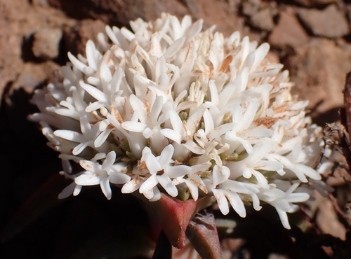 Crassula congesta (Crassula congesta)