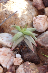 Crassula congesta (Crassula congesta)