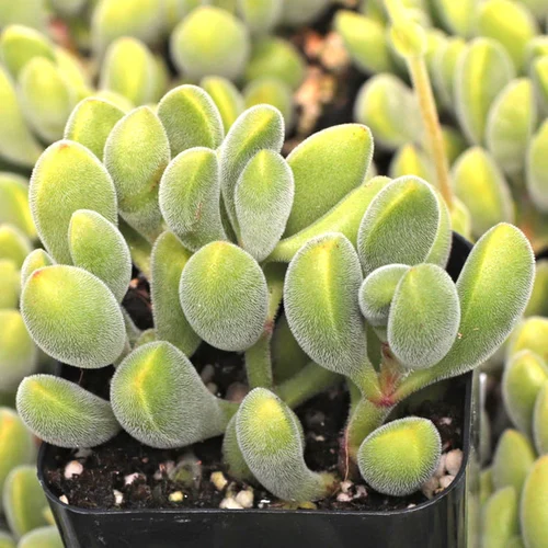 Crassula congesta: Crassula congesta plant