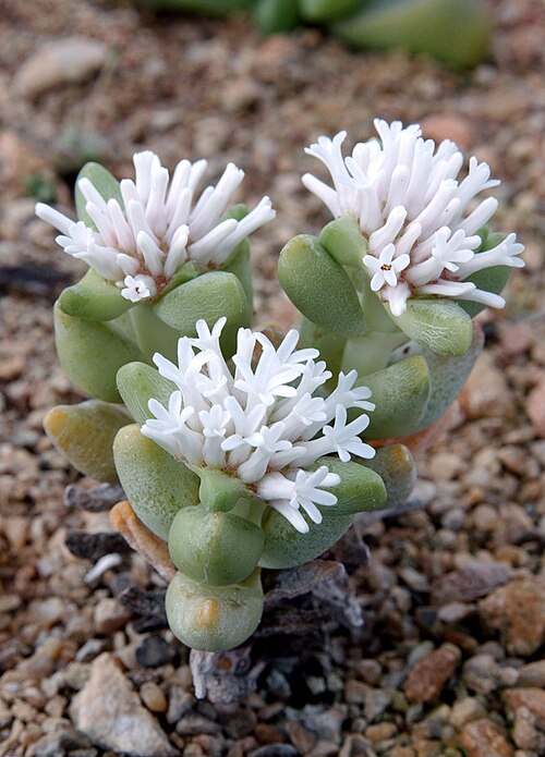 Crassula congesta: Crassula congesta flowers