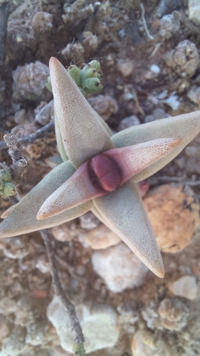 Crassula congesta (Crassula congesta)