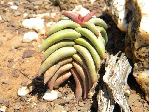 Crassula congesta (Crassula congesta)