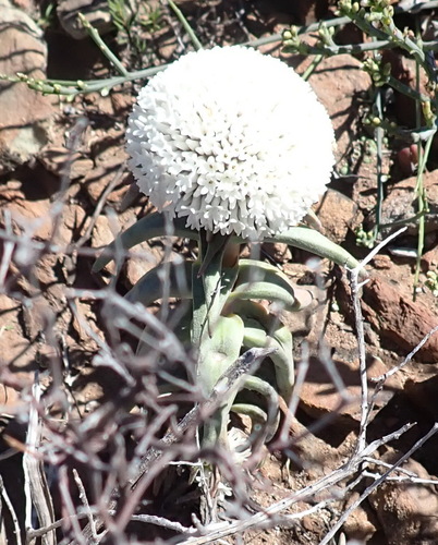 Crassula congesta (Crassula congesta)