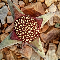 Crassula congesta (Crassula congesta)