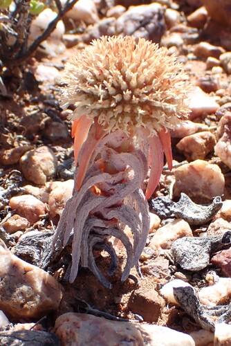 Crassula congesta (Crassula congesta)