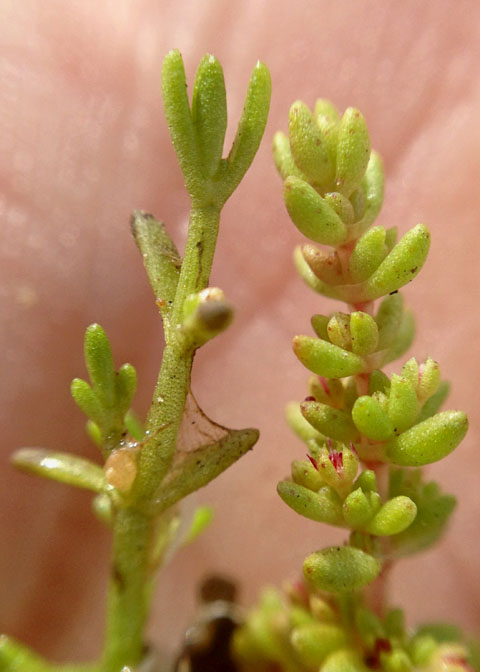 Sand pygmyweed: Crassula aquatica and Crassula connata plants