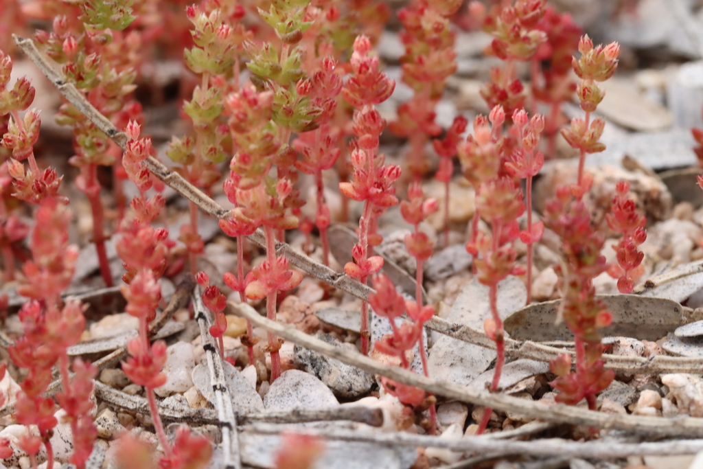 Sand pygmyweed: Crassula connata plants