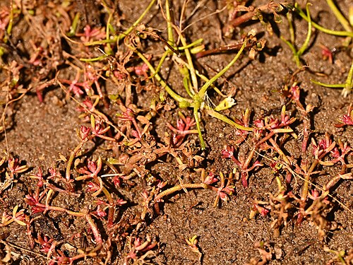 Sand pygmyweed: Crassula connata in Laguna Piuquenes near La Parva in Region Metropolitana de Santiago, Chile