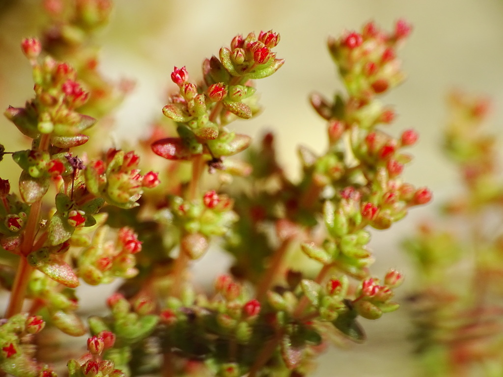 Sand pygmyweed: Crassula connata flowers and leaves