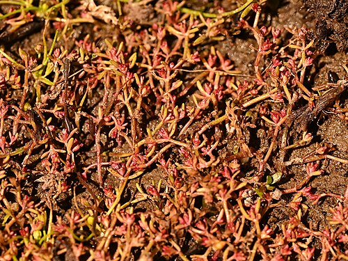 Sand pygmyweed: Crassula connata in Laguna Piuquenes near La Parva in Region Metropolitana de Santiago, Chile