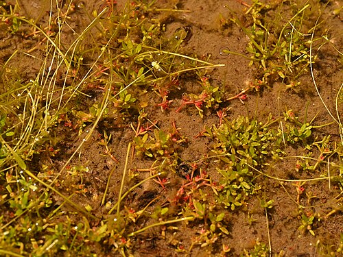 Sand pygmyweed: Crassula connata in Laguna Piuquenes near La Parva in Region Metropolitana de Santiago, Chile