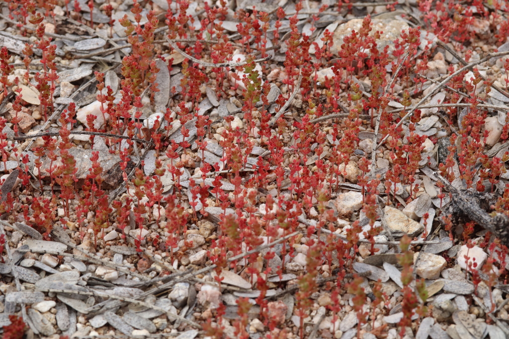 Sand pygmyweed: Crassula connata colony