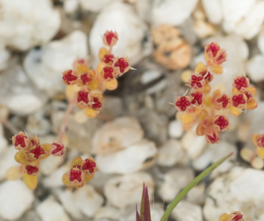 Sand pygmyweed: Crassula connata follicles