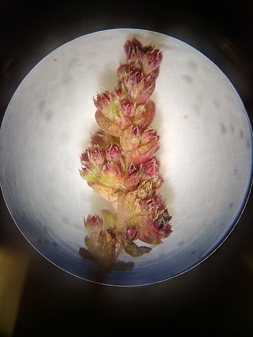 Sand pygmyweed: Crassula connata under a microscope