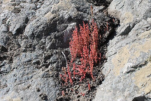 Sand pygmyweed: Quebrada El Medano, Paposo