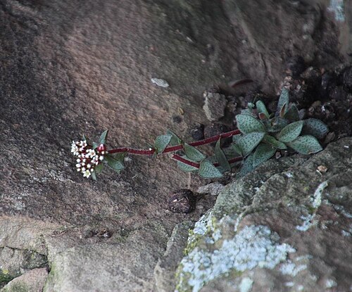 Crassula cooperi: Crassula cooperi plant