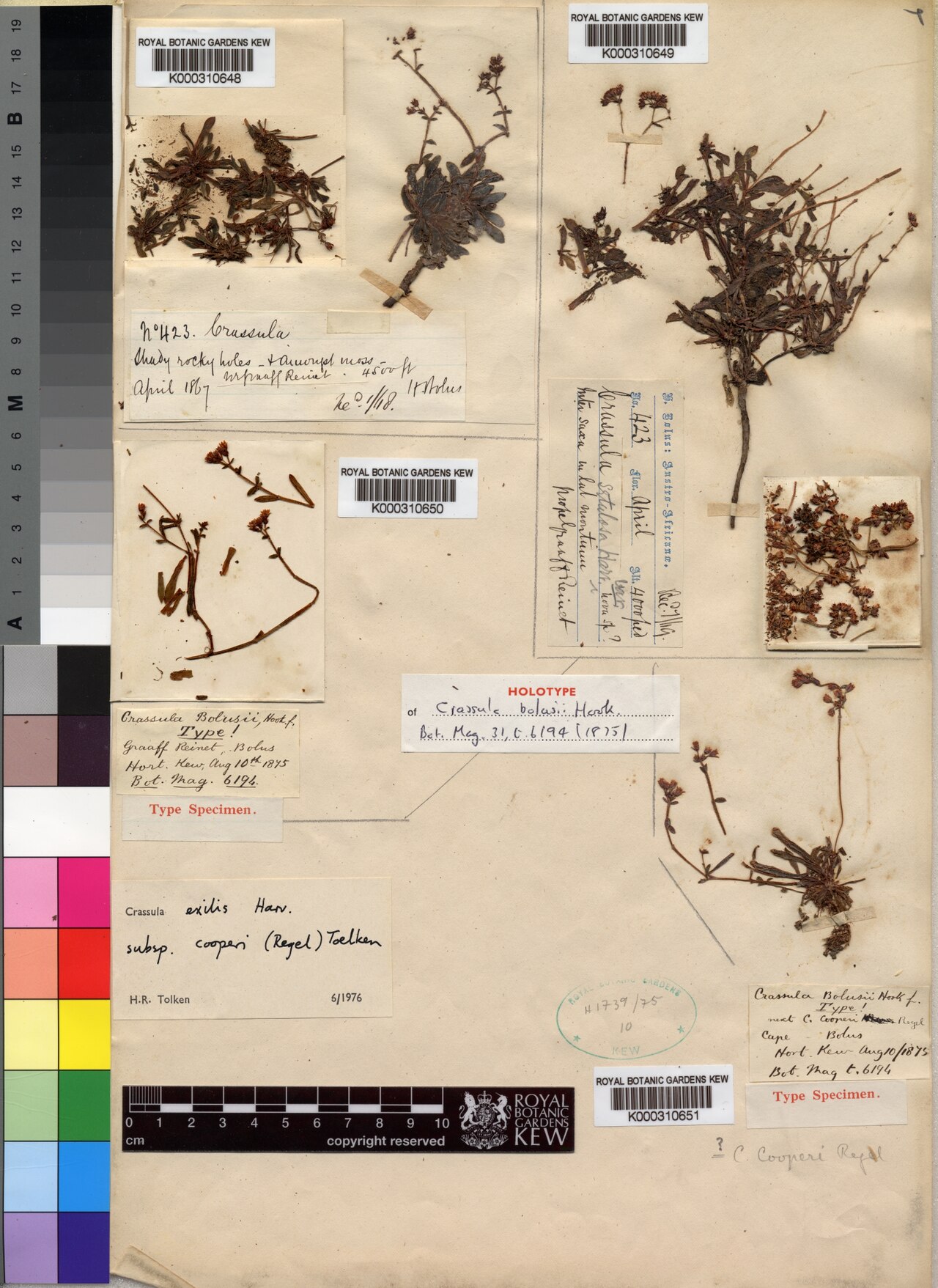 Crassula cooperi: Crassula cooperi holotype