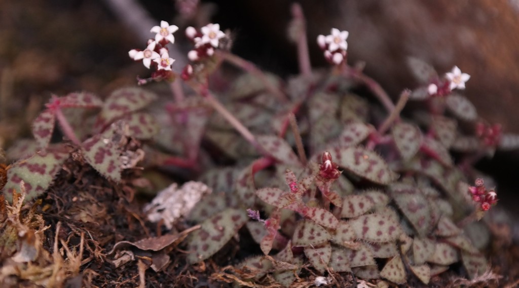 Crassula cooperi: Crassula cooperi plants