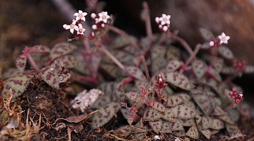 Crassula cooperi: Crassula cooperi plants