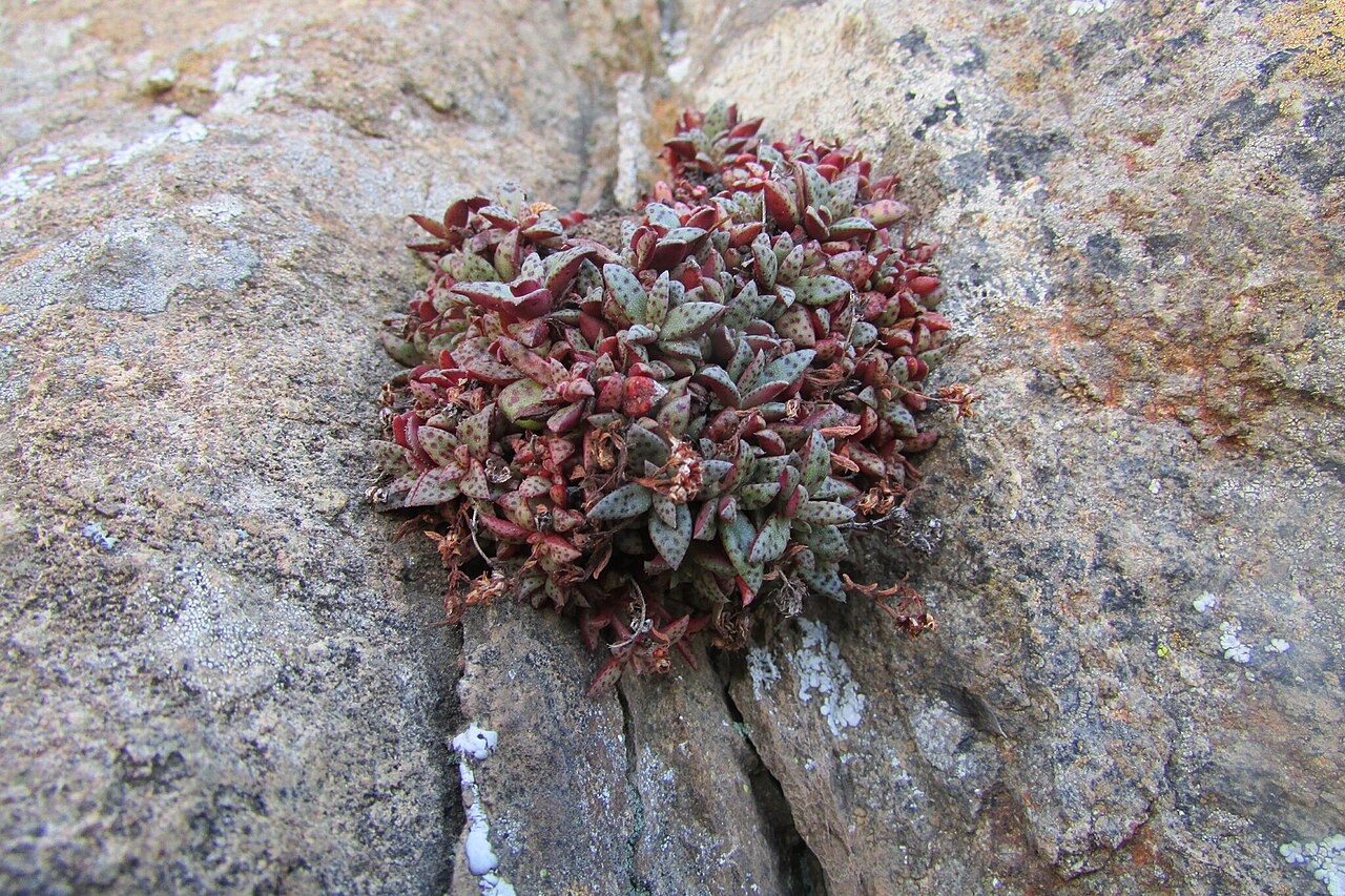 Crassula cooperi: Crassula exilis subsp. cooperi (Regel) Toelken, Richmond, NC, ZA, sud Africa