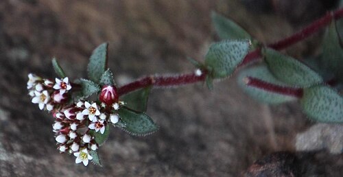 Crassula cooperi: Crassula cooperi flowers