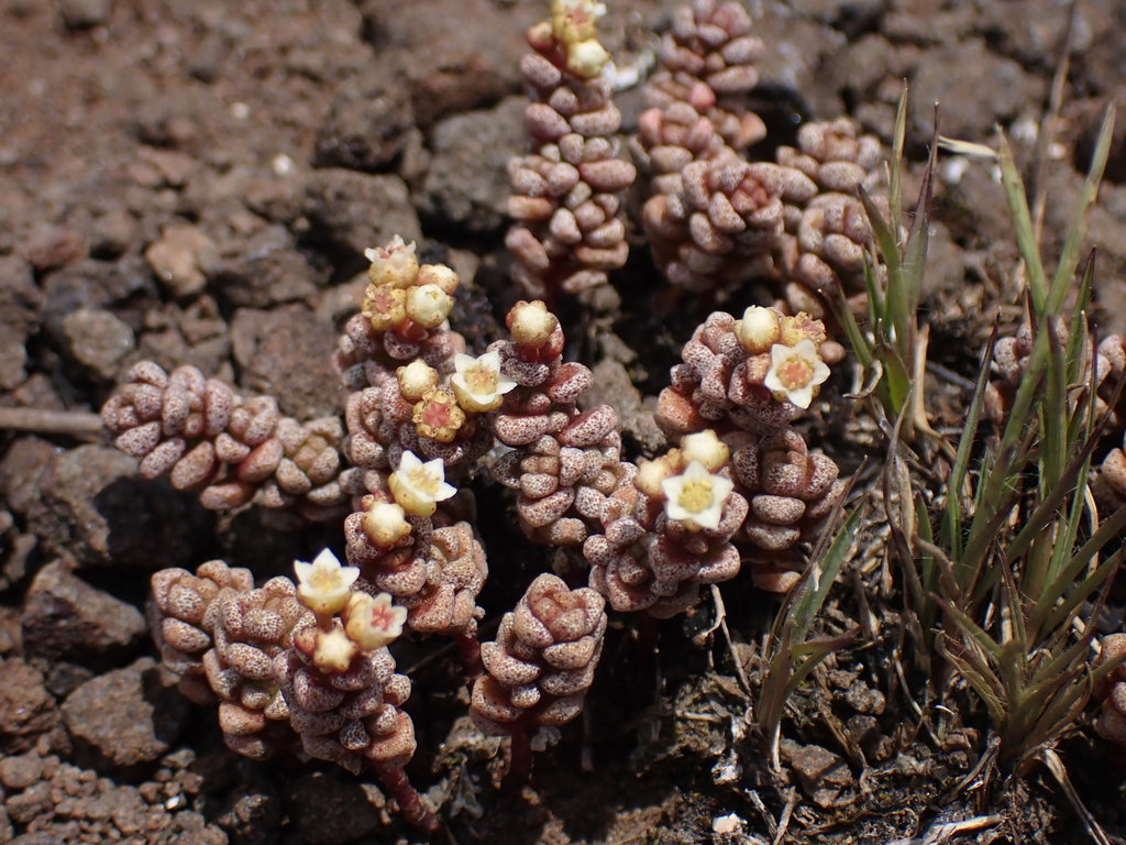 Crassula corallina (Crassula corallina)
