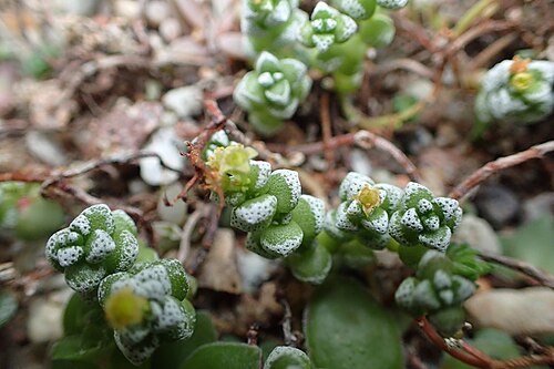Crassula corallina: Crassula corallina in Wrocław University Botanical Garden