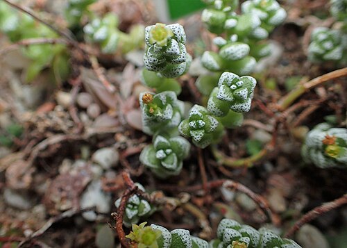 Crassula corallina: Crassula corallina in Wrocław University Botanical Garden