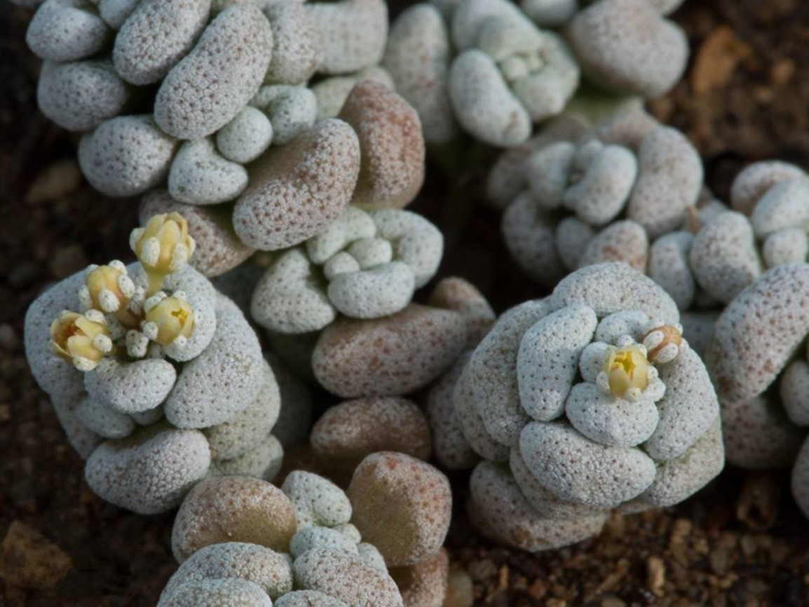Crassula corallina: Crassula corallina subsp. macrorrhiza plant