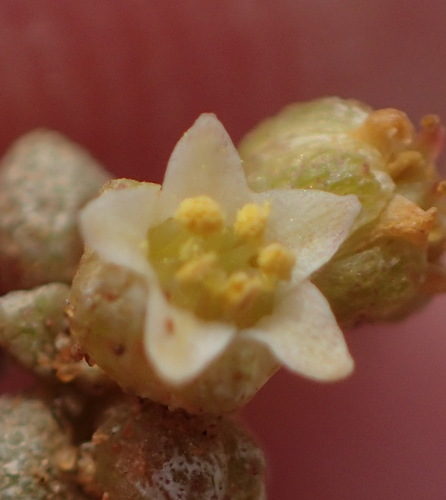 Crassula corallina (Crassula corallina)