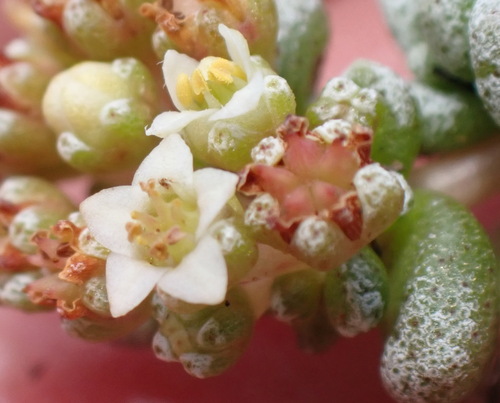 Crassula corallina (Crassula corallina)