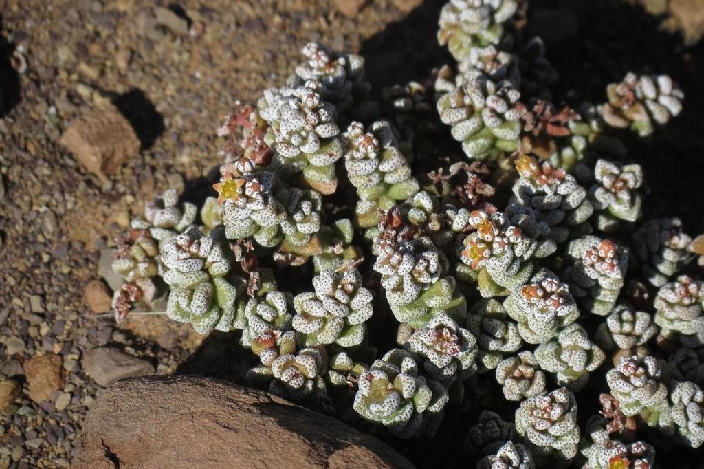 Crassula corallina: Crassula corallina plant