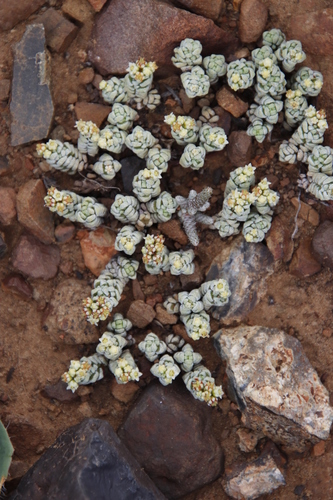 Crassula corallina (Crassula corallina)