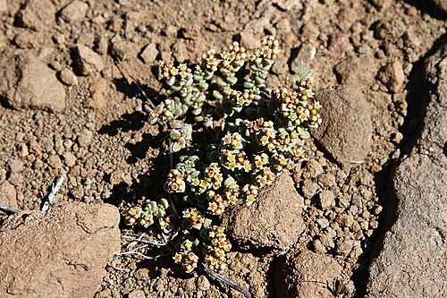Crassula corallina: South Africa. Karoo National Park.